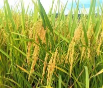 Zʳa(chn)I(y)(bo)桿Ї(gu)룺ʮ塻Zʳa(chn)I(y)ΰȫcЧĻʯZʳa(chn)I(y)(bo)-ʮ(zhn)Ҏ(gu)-(zhn)Ҏ(gu)